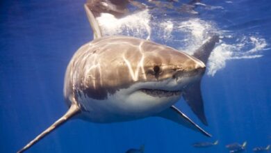 Огромная акула появилась у пляжей Хургады, напугав туристов