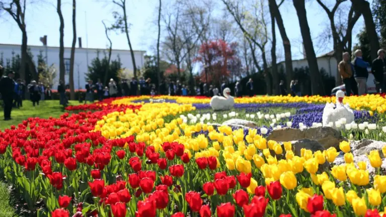 İstanbulda Tülpan Festivalı başlayır