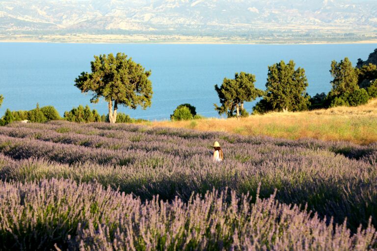 “Lavender villages” etkinliyi mənə Türkiyəni başqa şəkildə sevdirdi